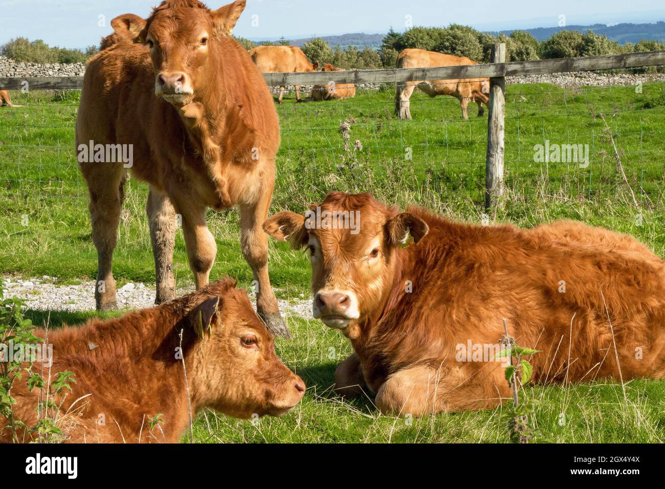 Trois vaches ginger Highland posent pour la caméra dans un pâturage d'agriculteur à Niddoynon, dans le North Yorkshire, au Royaume-Uni. Banque D'Images