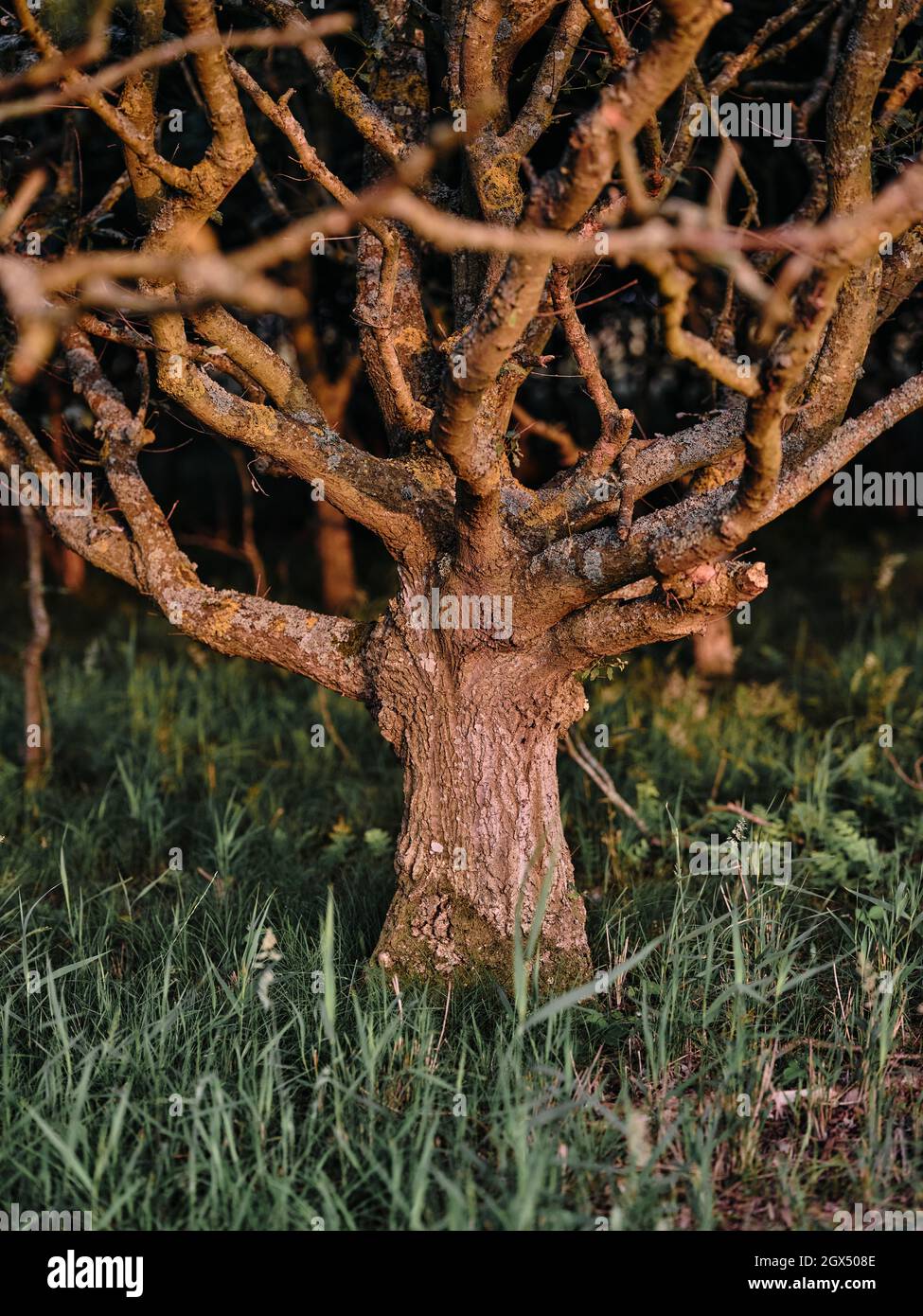 Détail d'un vieux tronc d'arbre avec branches et ronce à motif de gnarisé, sous le soleil de la fin de la soirée. Banque D'Images