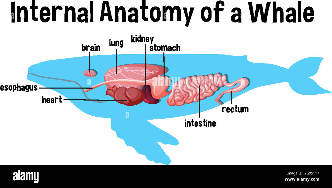 Anatomie interne d'une baleine avec étiquette Illustration de Vecteur