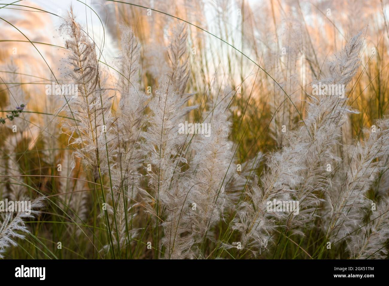 Gros plan sur un bouquet de fleurs de saccharim spontaneum ou de chat sur fond de bokeh doux Banque D'Images
