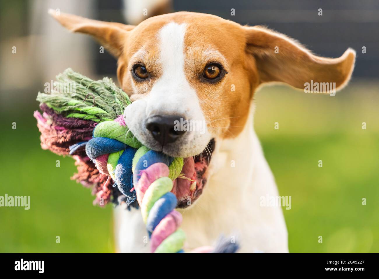 Le chien Beagle s'entête vers l'appareil photo avec un jouet coloré. Banque D'Images