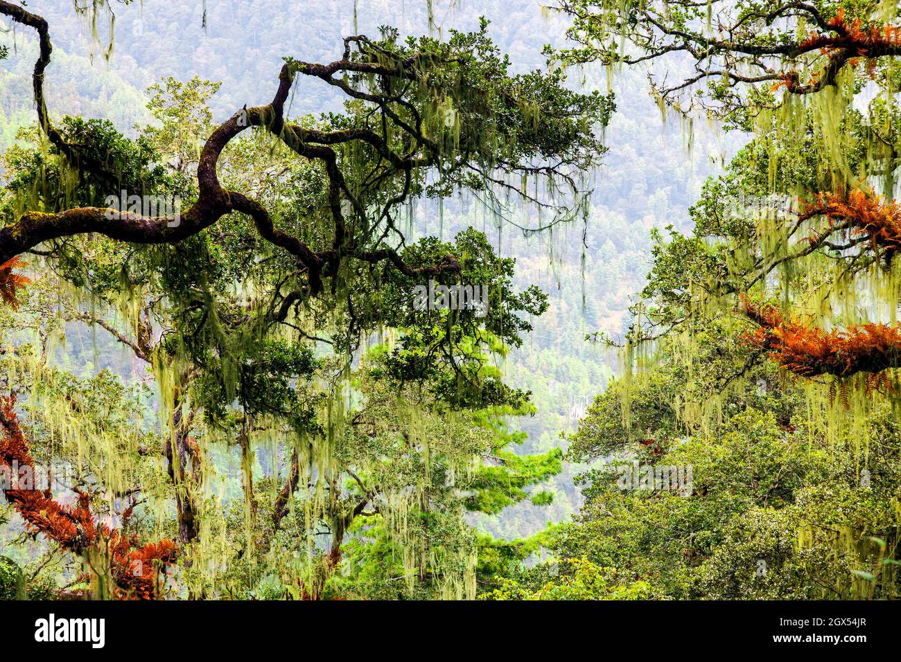 Forêt autour de Tiger's Nest, Paro, Bhoutan. Banque D'Images