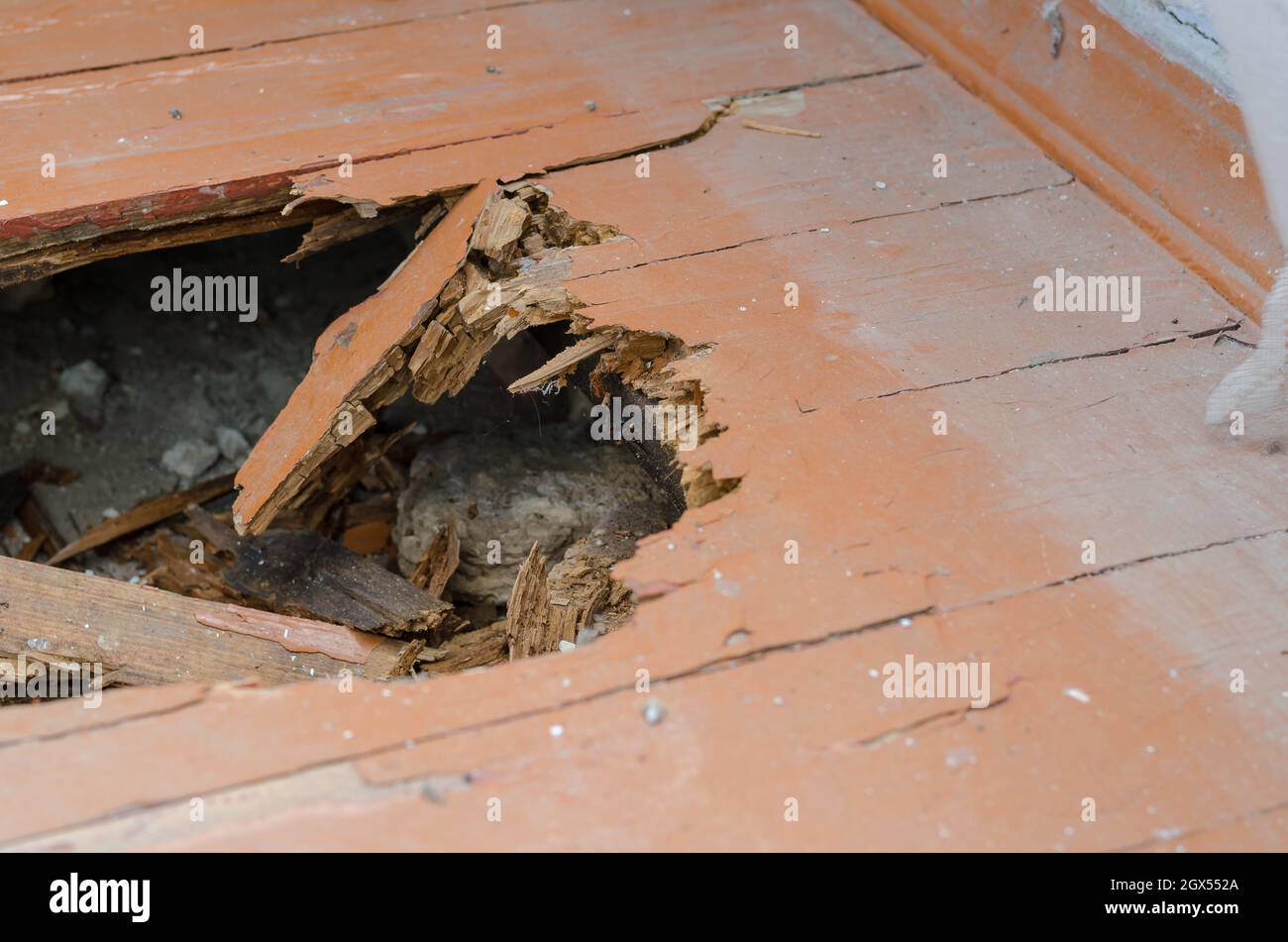 Plancher en bois endommagé d'un bâtiment résidentiel. Planches en bois mangées par les termites ou pourris. Service de menuiserie. À l'intérieur des locaux. Mise au point sélective. CL Banque D'Images