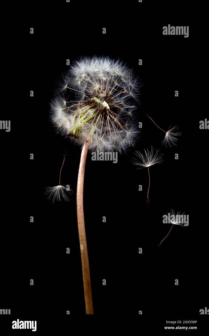 Arrière-plan de la fleur de pissenlit. Gros plan de la macro d'origine. Mise au point douce. Style vintage Banque D'Images