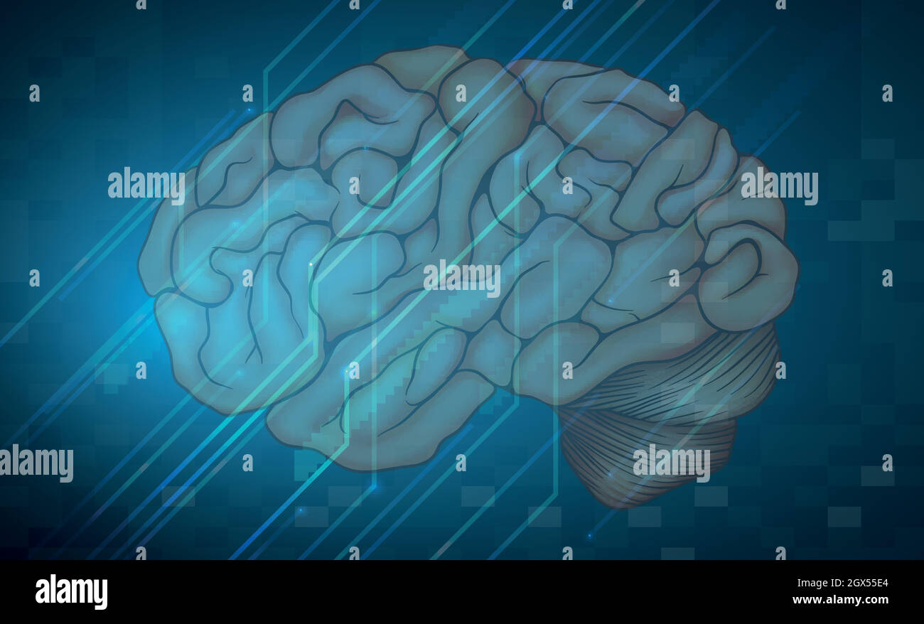Cerveau humain Illustration de Vecteur
