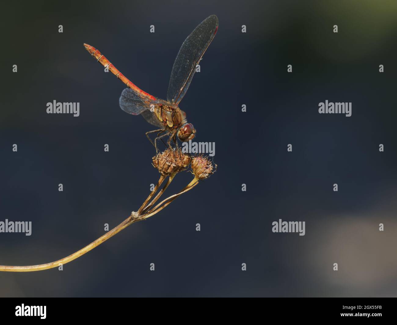Dragonfly de Darter commun - perché Sympetrum striolatum Grands cuisses,Essex,UK IN003094 Banque D'Images