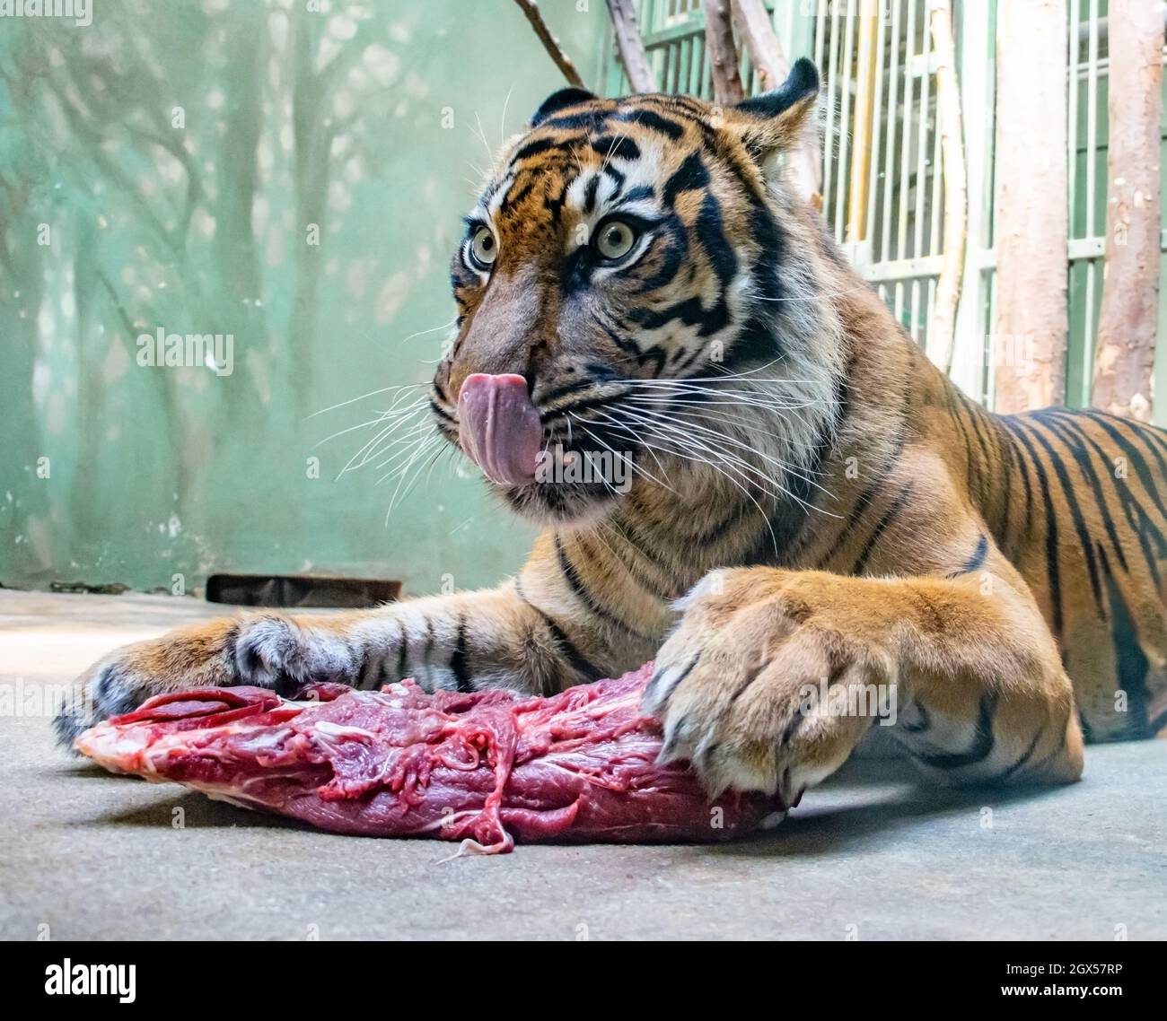 Le tigre de Sumatran (Panthera tigris sumatrae) mange de la viande en captivité. Banque D'Images