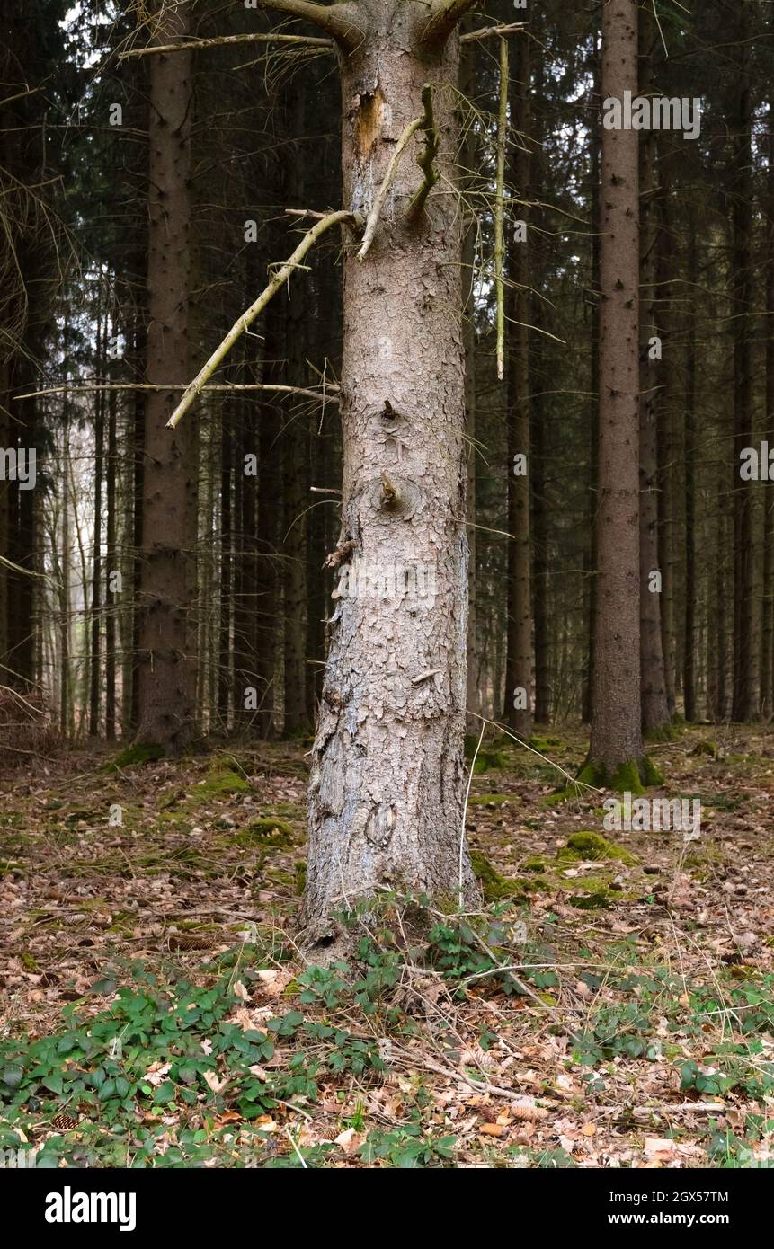 Scène forestière avec des conifères dans les bois à Westerwald, Rhénanie-Palatinat, Allemagne, Europe Banque D'Images