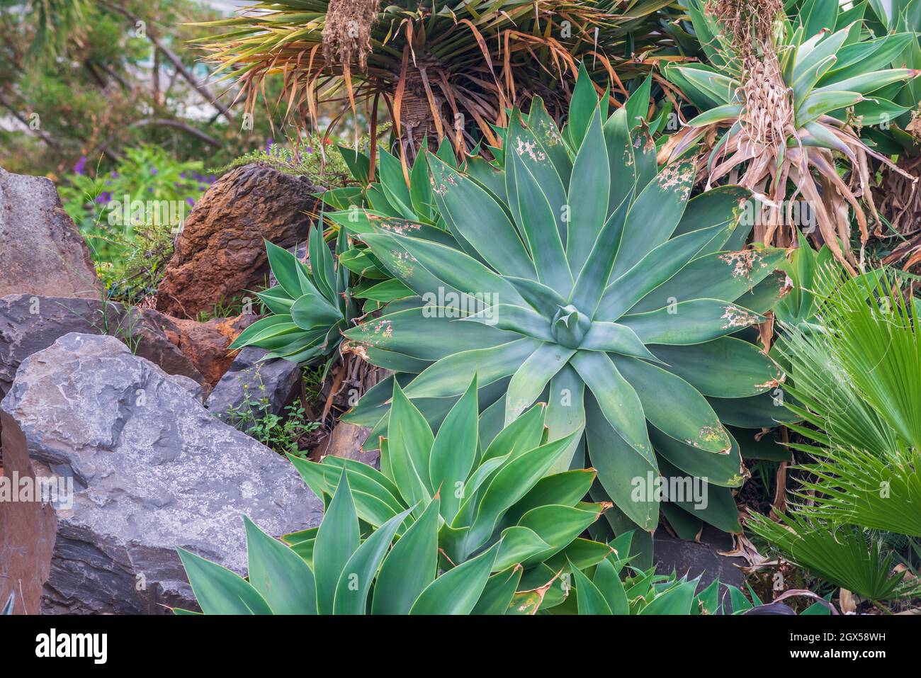 plantes de jardin vertes disposées en pierres Banque D'Images