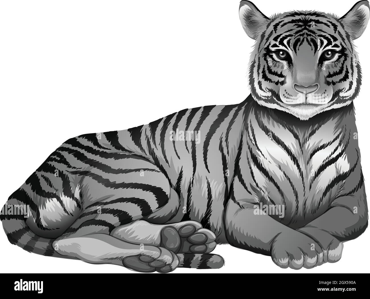 Panthera tigris virgata Banque d'images vectorielles - Alamy