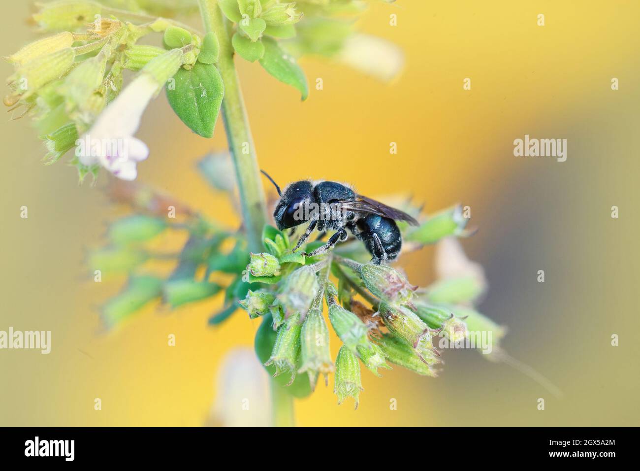 Gros plan d'une petite abeille sombre Osmia caerulescens sur une belle fleur dans le Gard, France Banque D'Images