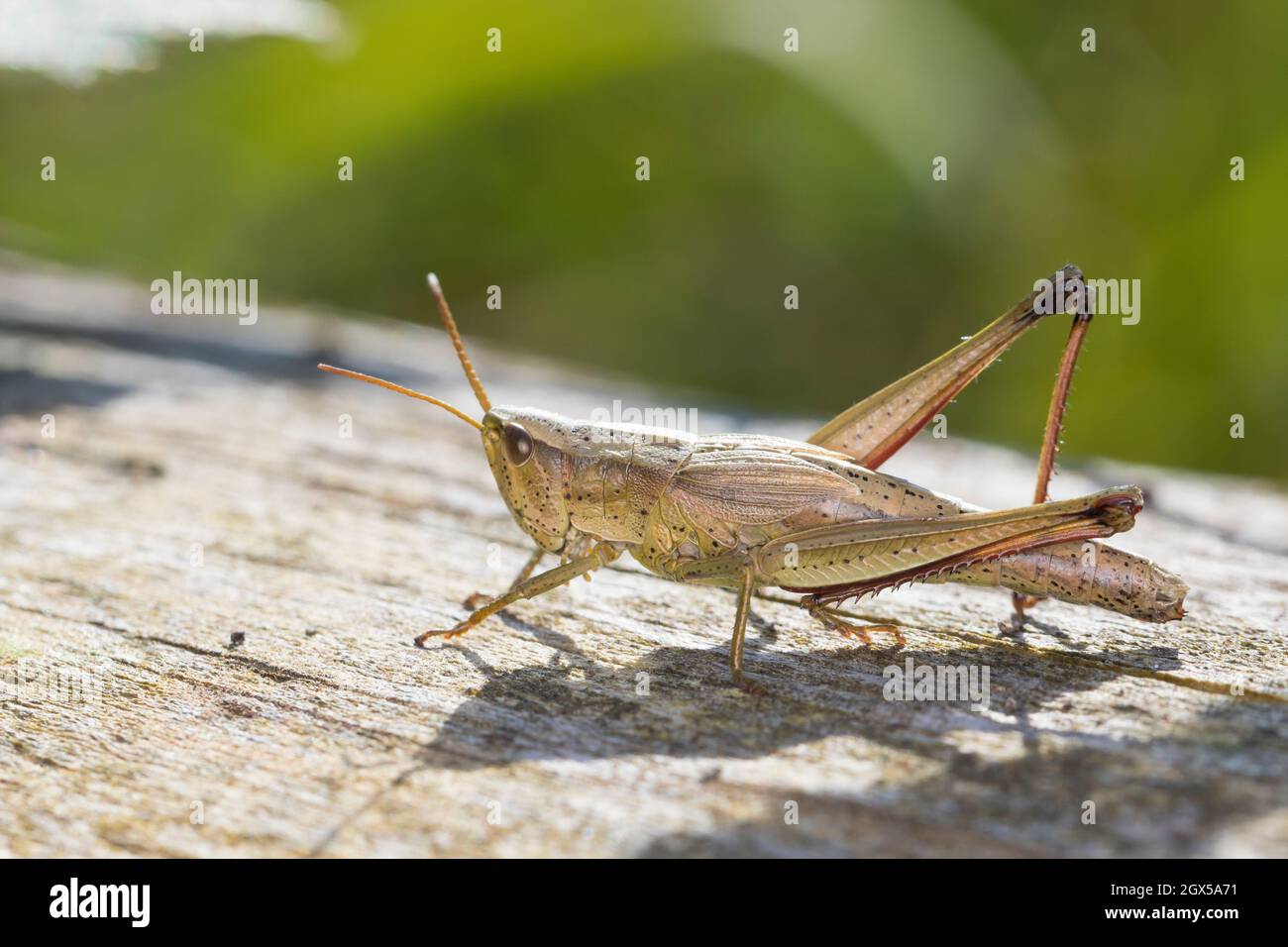 Große Goldschrecke, grosse Goldschrecke, Goldschrecke, Weibchen, Chrysochraon dispar, Grand sauterelle d'or, femelle, le criquet des clairières Banque D'Images