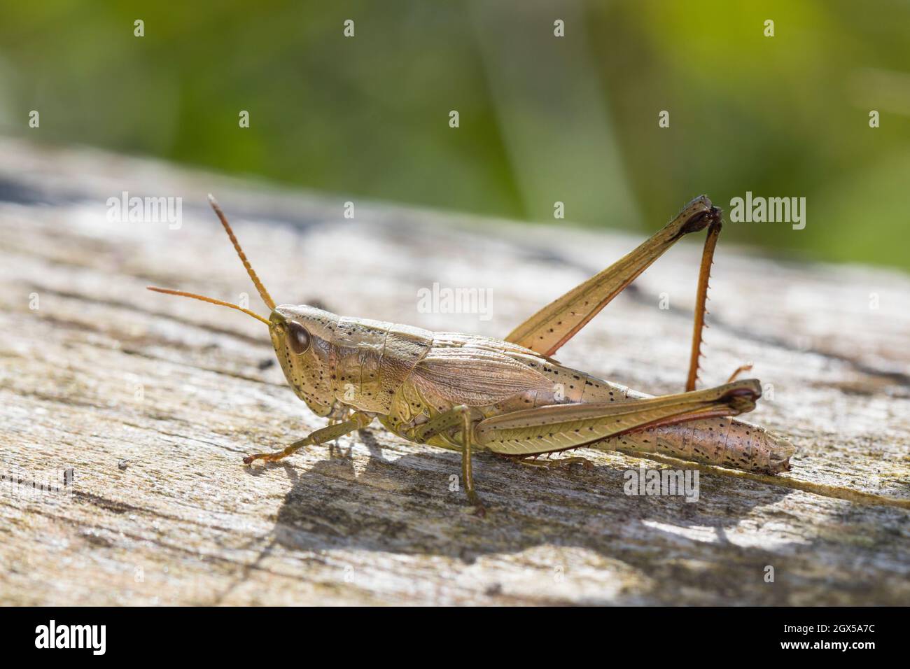 Große Goldschrecke, grosse Goldschrecke, Goldschrecke, Weibchen, Chrysochraon dispar, Grand sauterelle d'or, femelle, le criquet des clairières Banque D'Images