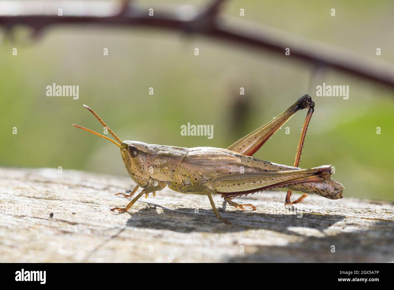 Große Goldschrecke, grosse Goldschrecke, Goldschrecke, Weibchen, Chrysochraon dispar, Grand sauterelle d'or, femelle, le criquet des clairières Banque D'Images