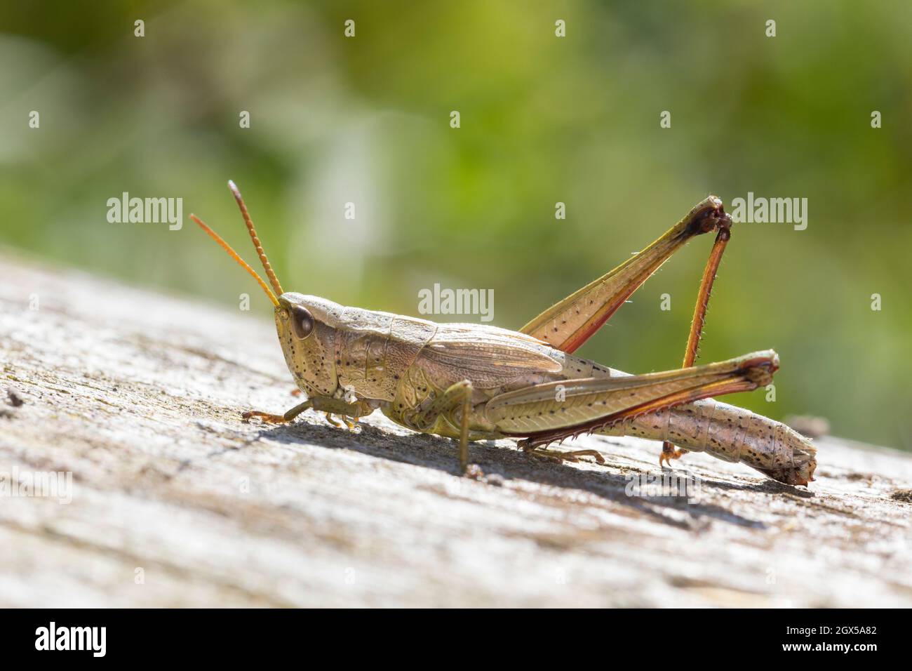 Große Goldschrecke, grosse Goldschrecke, Goldschrecke, Weibchen, Chrysochraon dispar, Grand sauterelle d'or, femelle, le criquet des clairières Banque D'Images