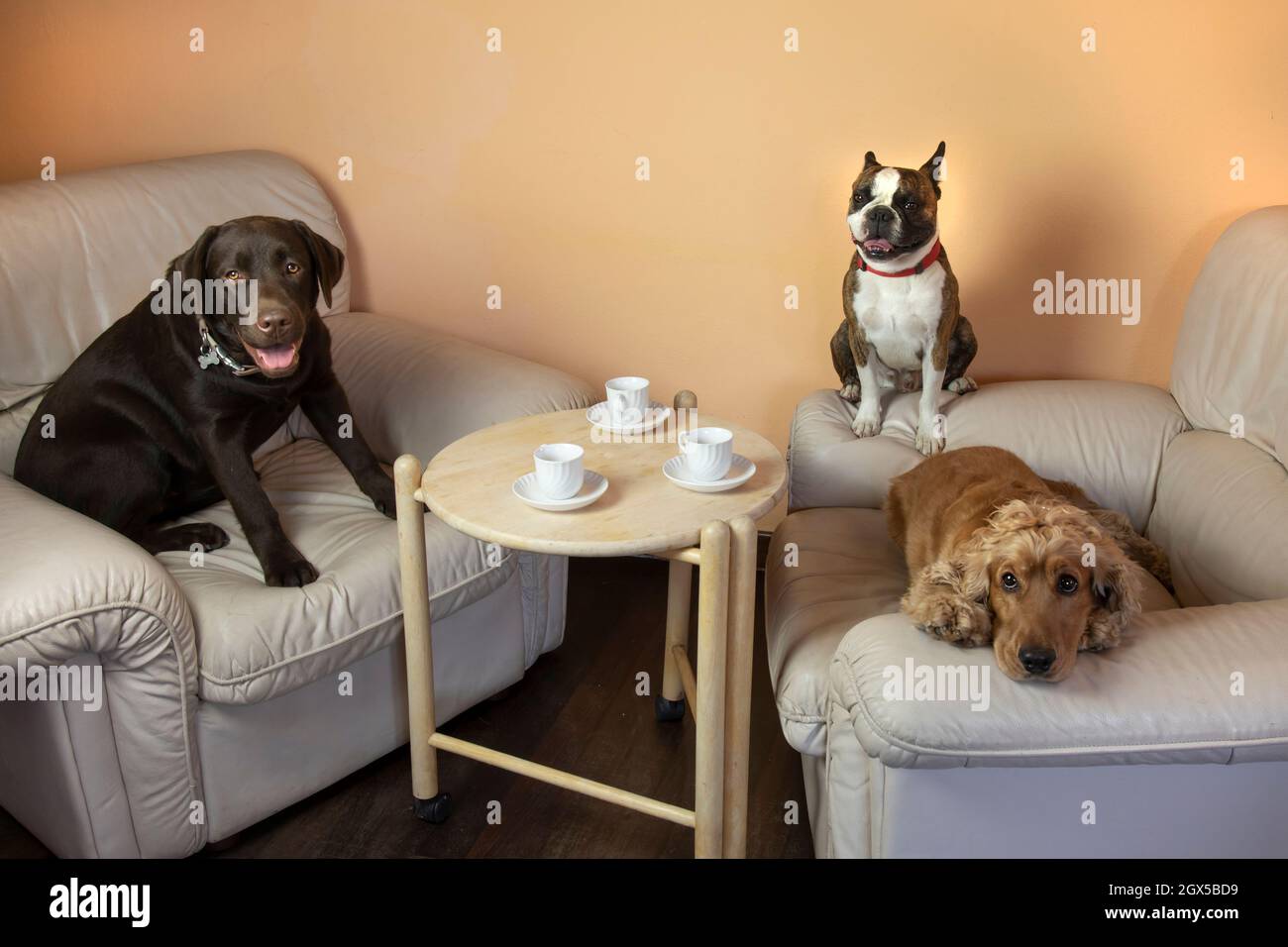 Boston terrier, Labrador et Cocker dans le hall sur les fauteuils boire du thé comme les gens, photo humoristique Banque D'Images