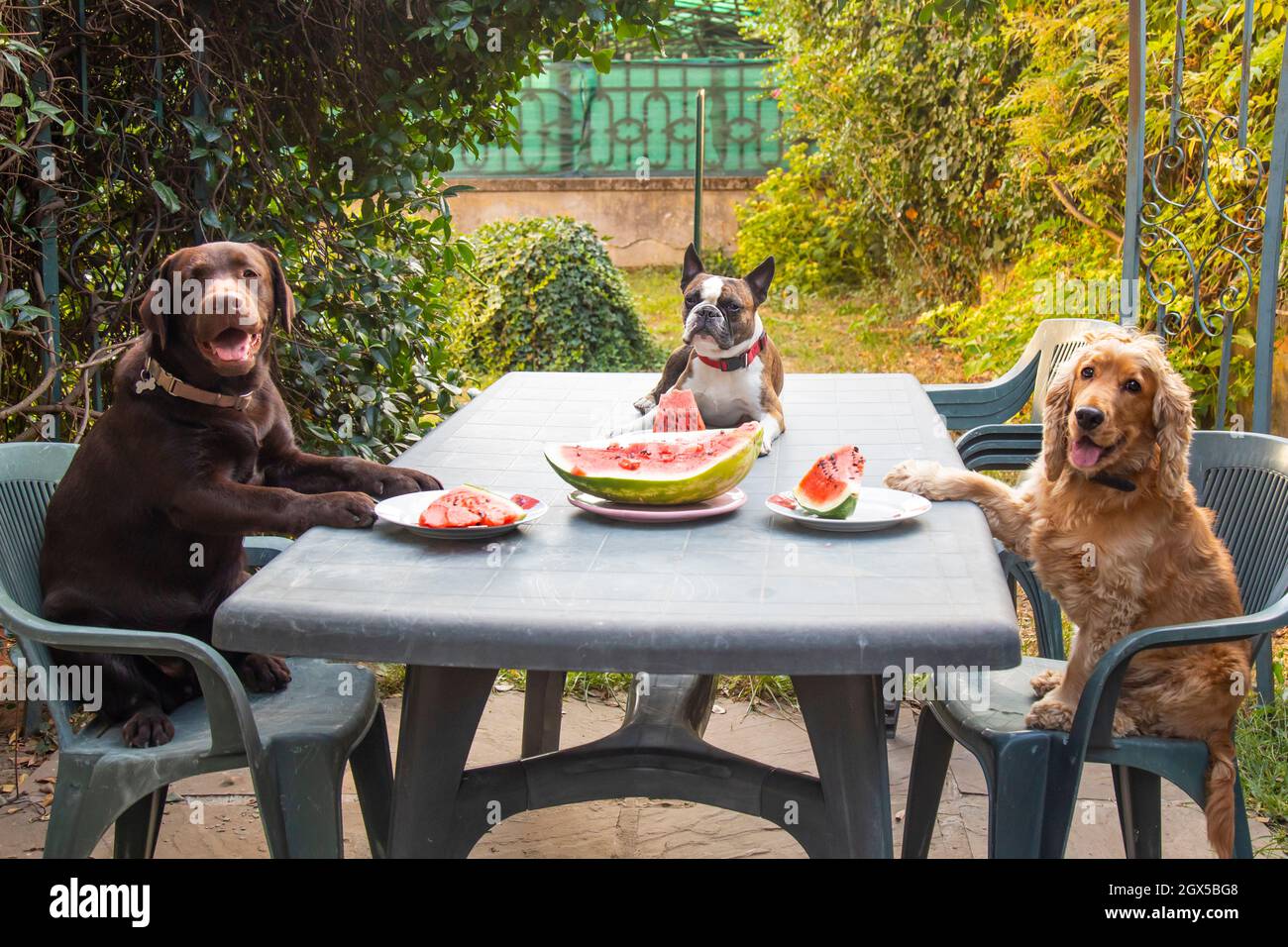 Trois chiens, Labrador, Cocker spaniel et Boston terrier à une grande table mangeant la pastèque dans le jardin, photo de bande dessinée Banque D'Images