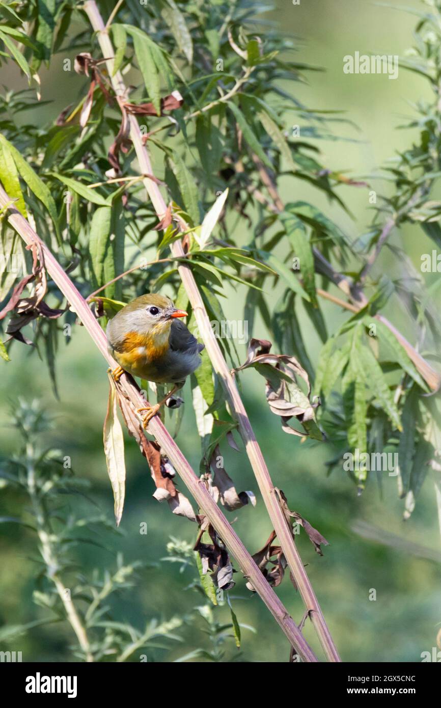 La nightingale japonaise poussa sur une branche verte en été Banque D'Images