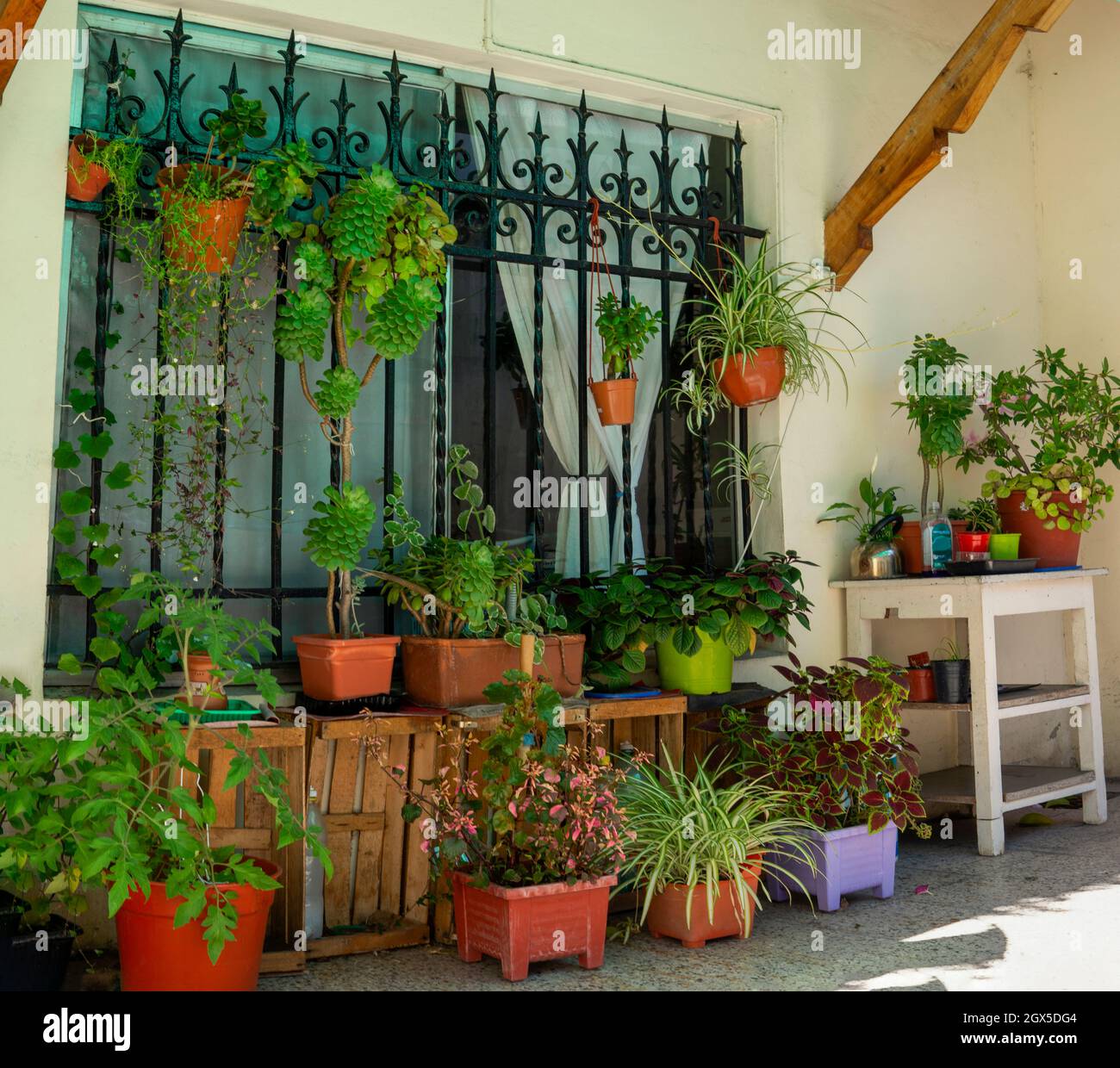 Grand jardin patio avec beaucoup de plantes et de succulents colorés Banque D'Images