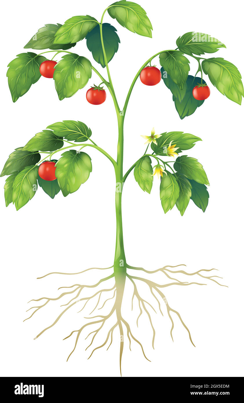 Parties d'une usine Illustration de Vecteur