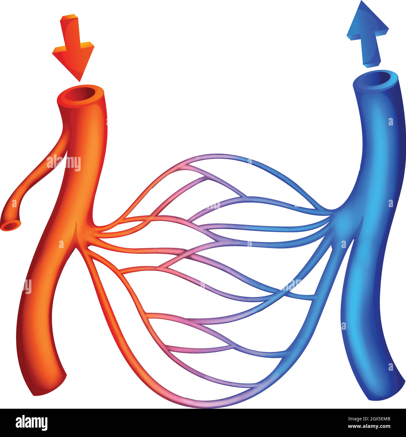 Circulation sanguine Illustration de Vecteur