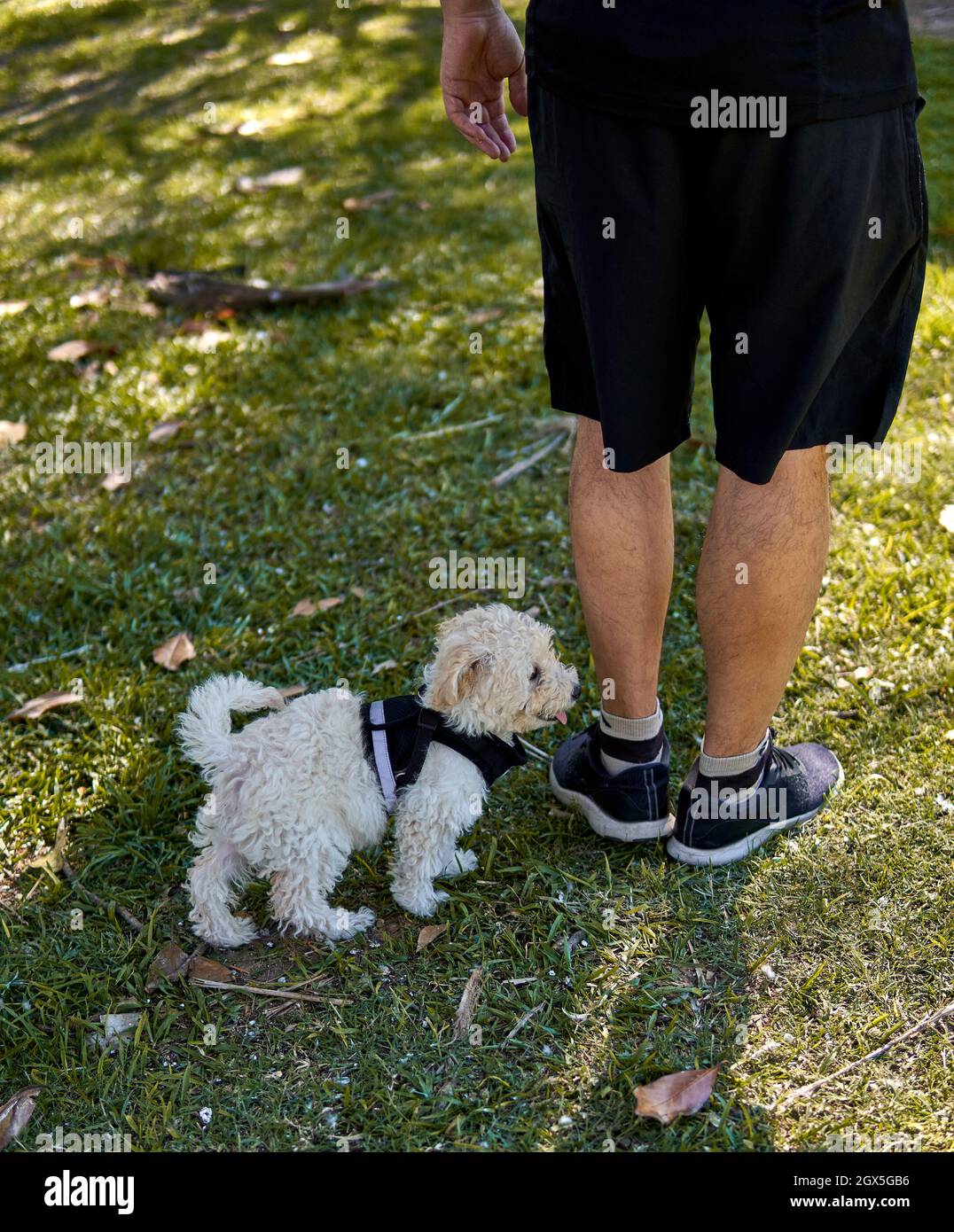 mignon chiot en forme de coolé portant un harnais noir après son propriétaire lors d'une promenade dans le parc. vertical Banque D'Images