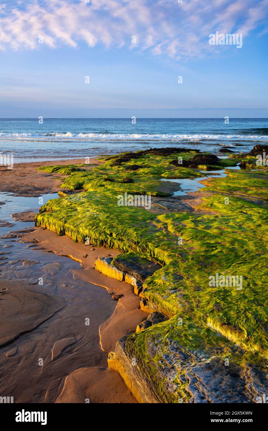 Sunset Embleton Bay avec des rochers recouverts d'algues sur l'estran Embleton Bay Northumberland Coast Angleterre GB Royaume-Uni Europe Banque D'Images