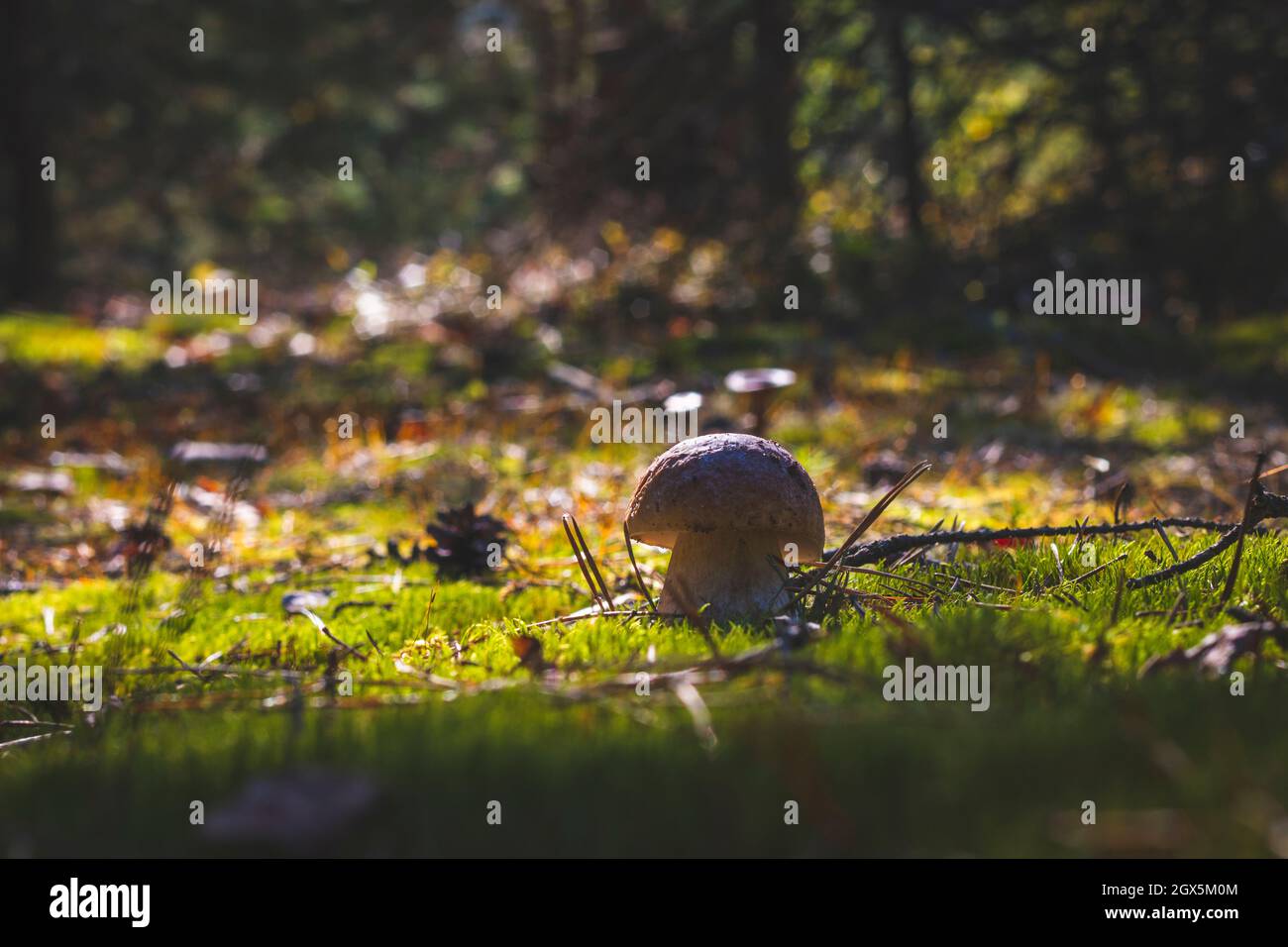 Petite silhouette de champignons cep en forêt. Nourriture de champignons Royal cep. Boletus poussant dans le bois sauvage Banque D'Images