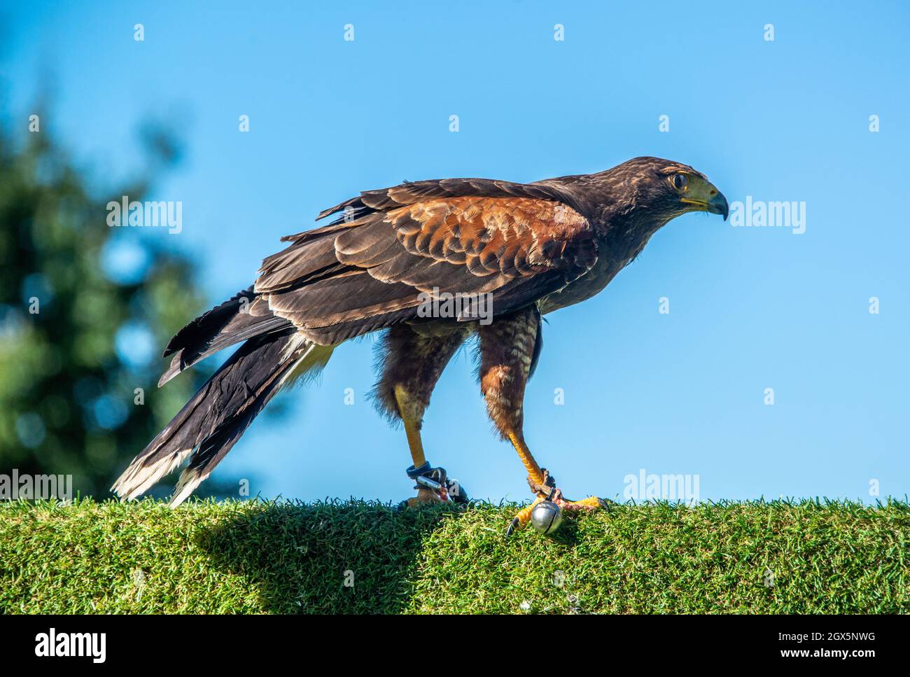 Harris Hawk (Parabuteo unicinctus) Banque D'Images