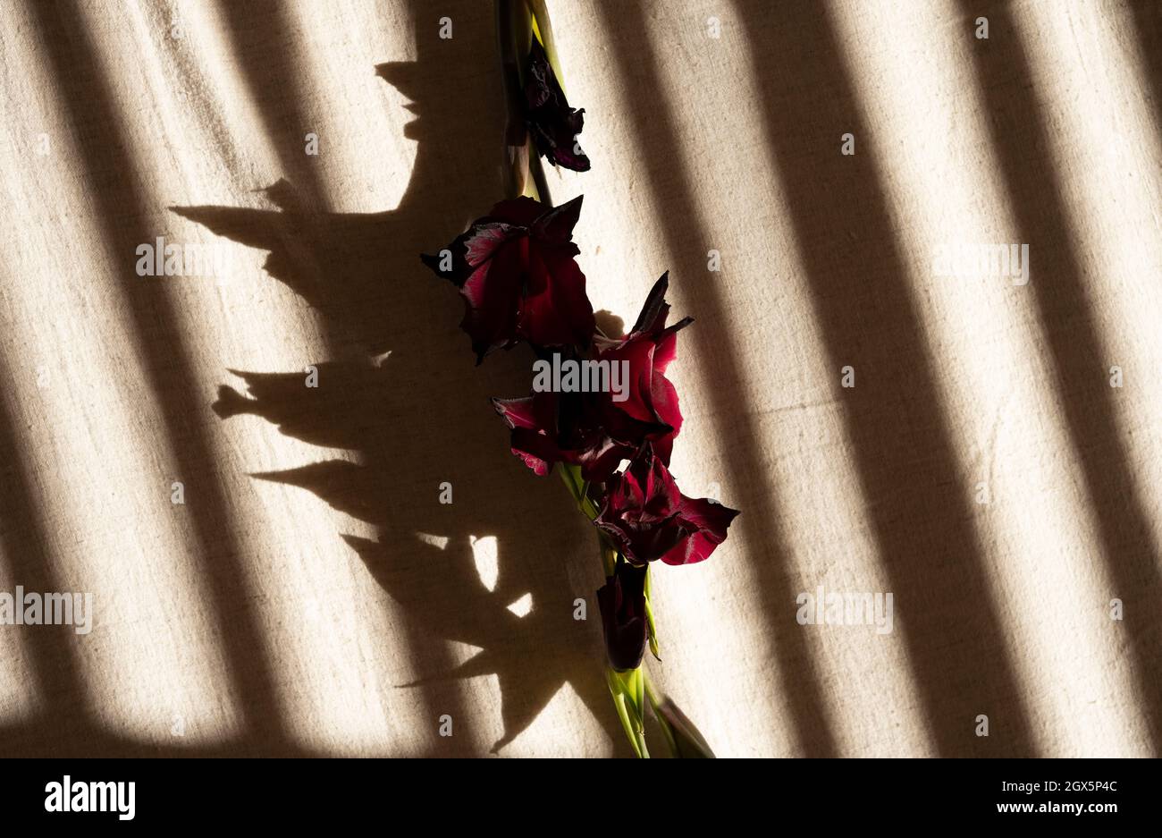 fleur de gladiolus de bourgogne avec ombre Banque D'Images