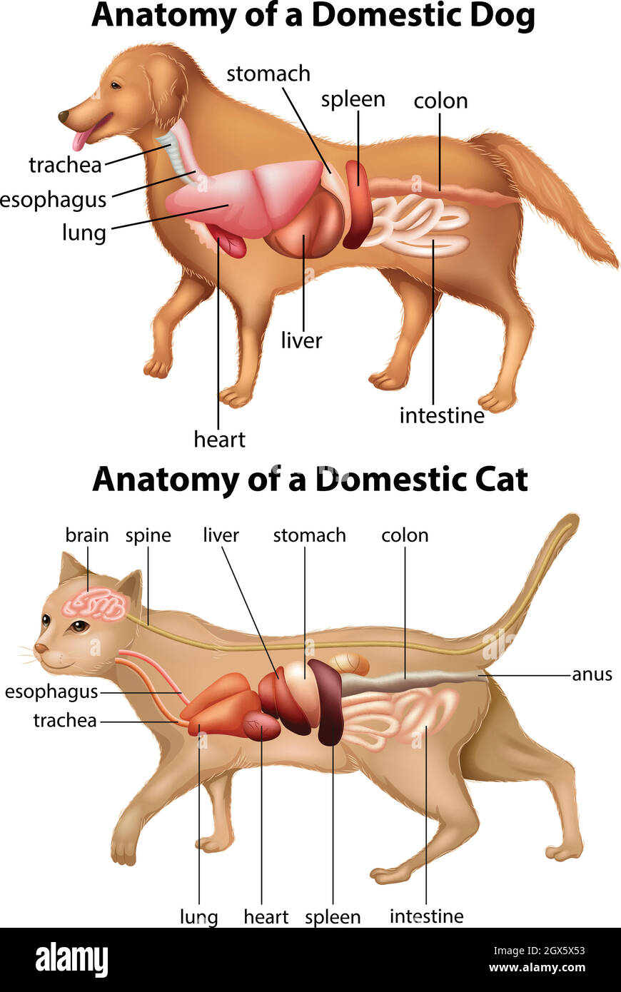Anatomie du chien domestique et du chat Illustration de Vecteur