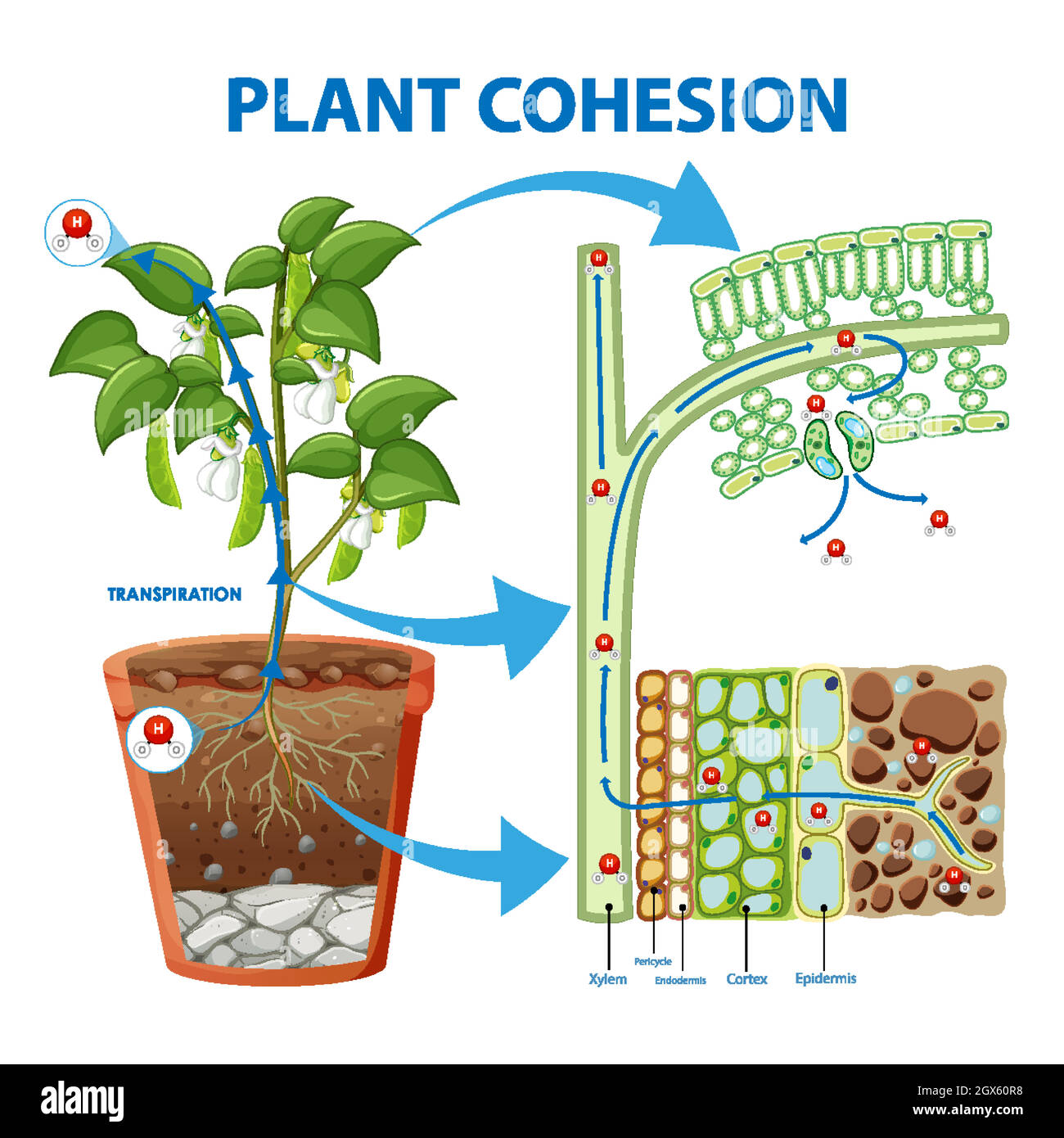 Schéma de la cohésion des plantes Image Vectorielle Stock - Alamy