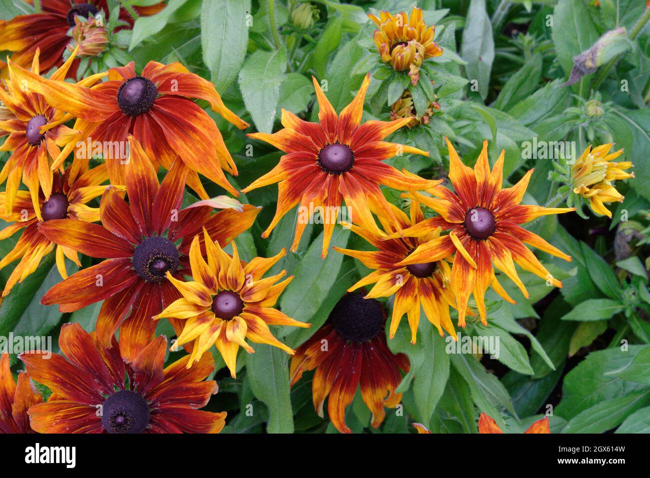 Gros plan sur les fleurs de Rudbeckia hirta Cappuccino en pleine floraison Banque D'Images
