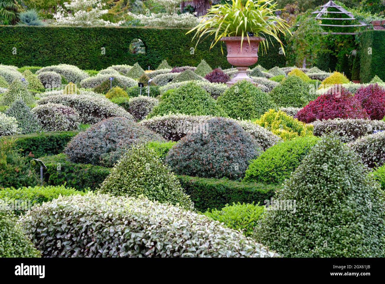 Arbustes à feuilles persistantes mélangés dans le jardin clos de Parterre au jardin RHS Wisley Surrey, Angleterre, Royaume-Uni Banque D'Images