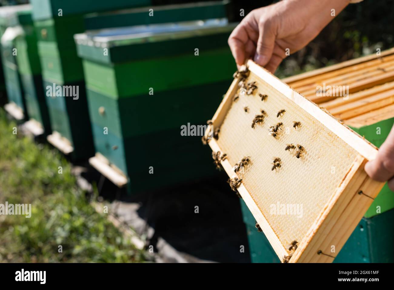 vue rognée du maître d'abeille avec cadre en nid d'abeille près des ruches floues Banque D'Images