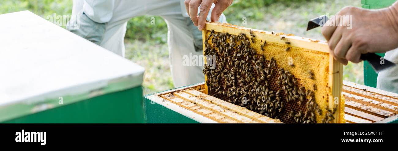 vue partielle du apiculteur tenant le cadre en nid d'abeille près d'un collègue flou, bannière Banque D'Images