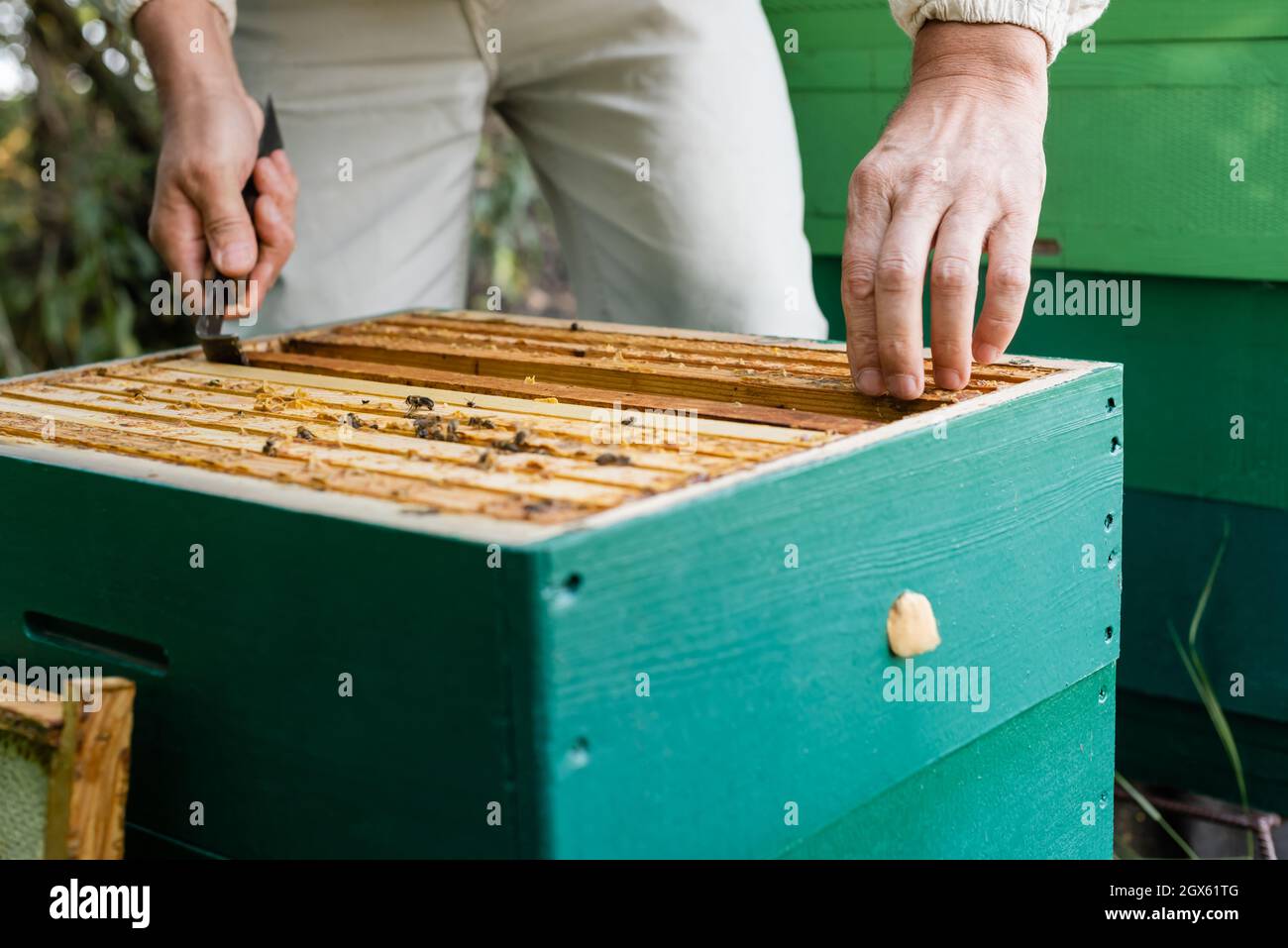 vue partielle de l'abeille principale inspectant les cadres en nid d'abeille sur l'apiaire Banque D'Images