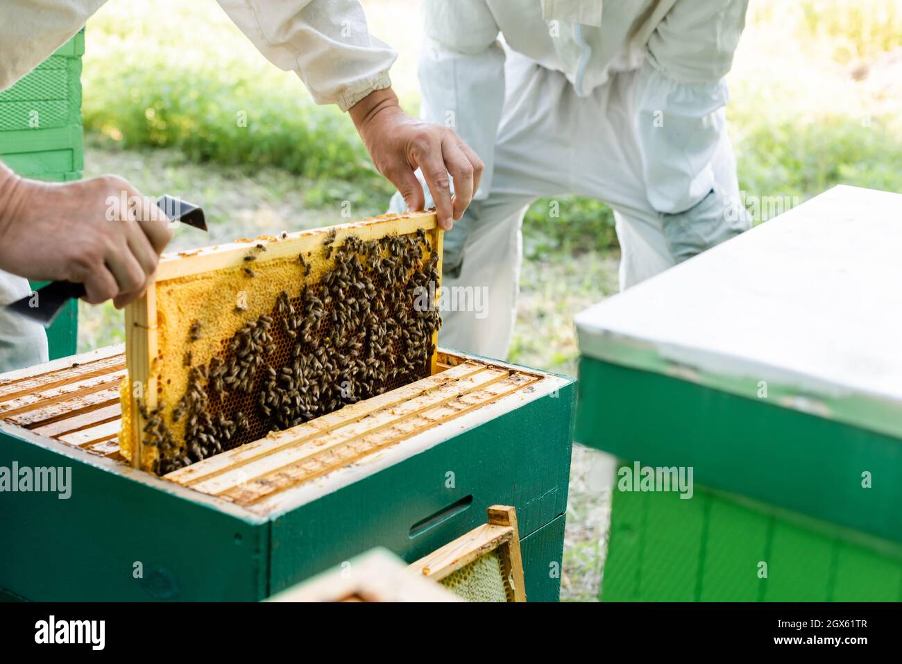 vue rognée des apiculteurs inspectant les cadres en nid d'abeille sur l'apiaire Banque D'Images