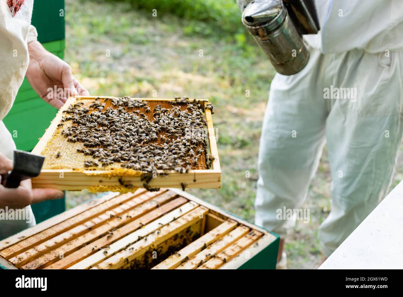 vue partielle sur les apiculteurs avec cadre en nid d'abeille et fumeur d'abeille Banque D'Images