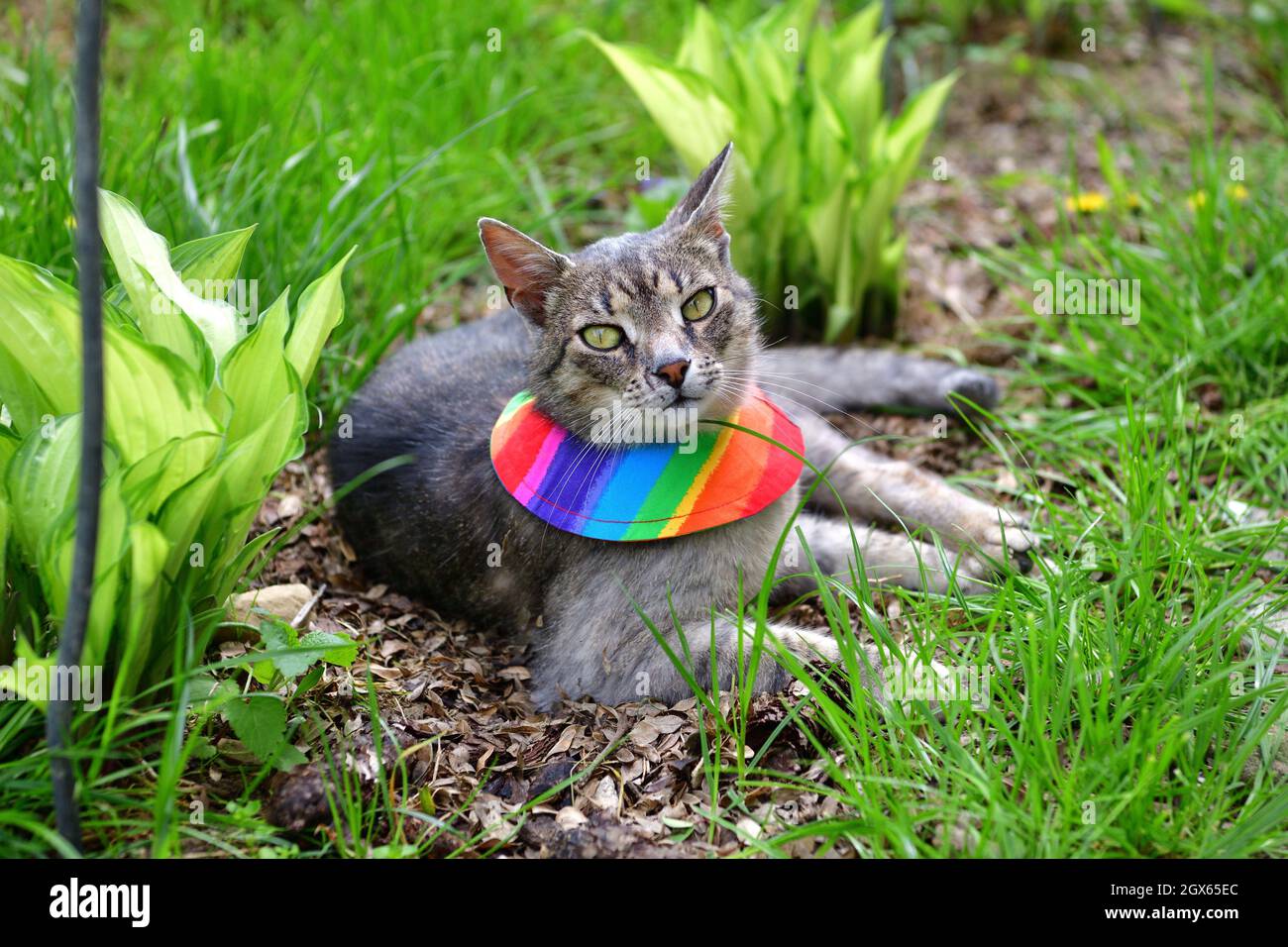 Chat domestique portant un collier d'avertissement pour chat d'oiseau  couvre autour du cou Photo Stock - Alamy