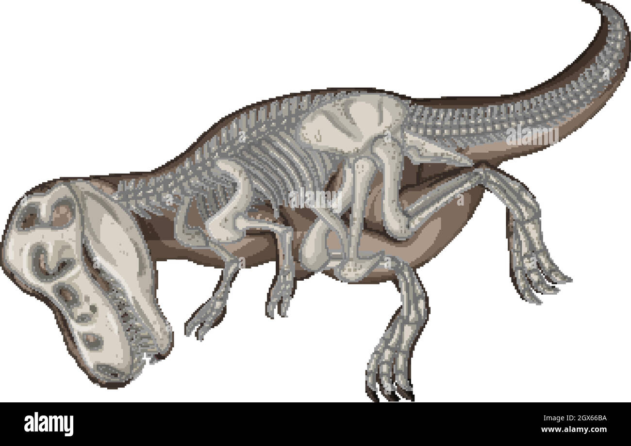 Squelettes de dinosaures complets sur fond blanc Illustration de Vecteur