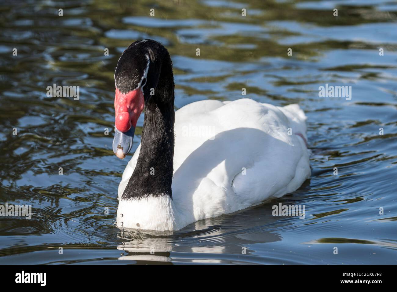 Cygne à col noir (Cygnus Melancoryphusa) une grande espèce d'oiseaux d'eau blanc trouvée en Amérique du Sud, photo Banque D'Images