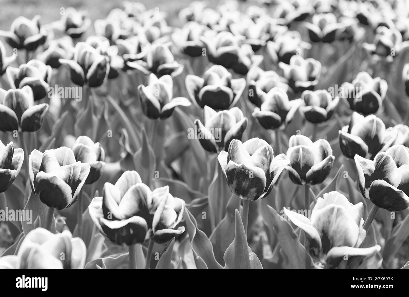 Nature arrière-plan. Groupe de fleurs de tulipe de vacances roses. Champs de tulipes fleuris. Parc de paysage de printemps. Pays de tulipe. Beauté du champ de fleurs Banque D'Images