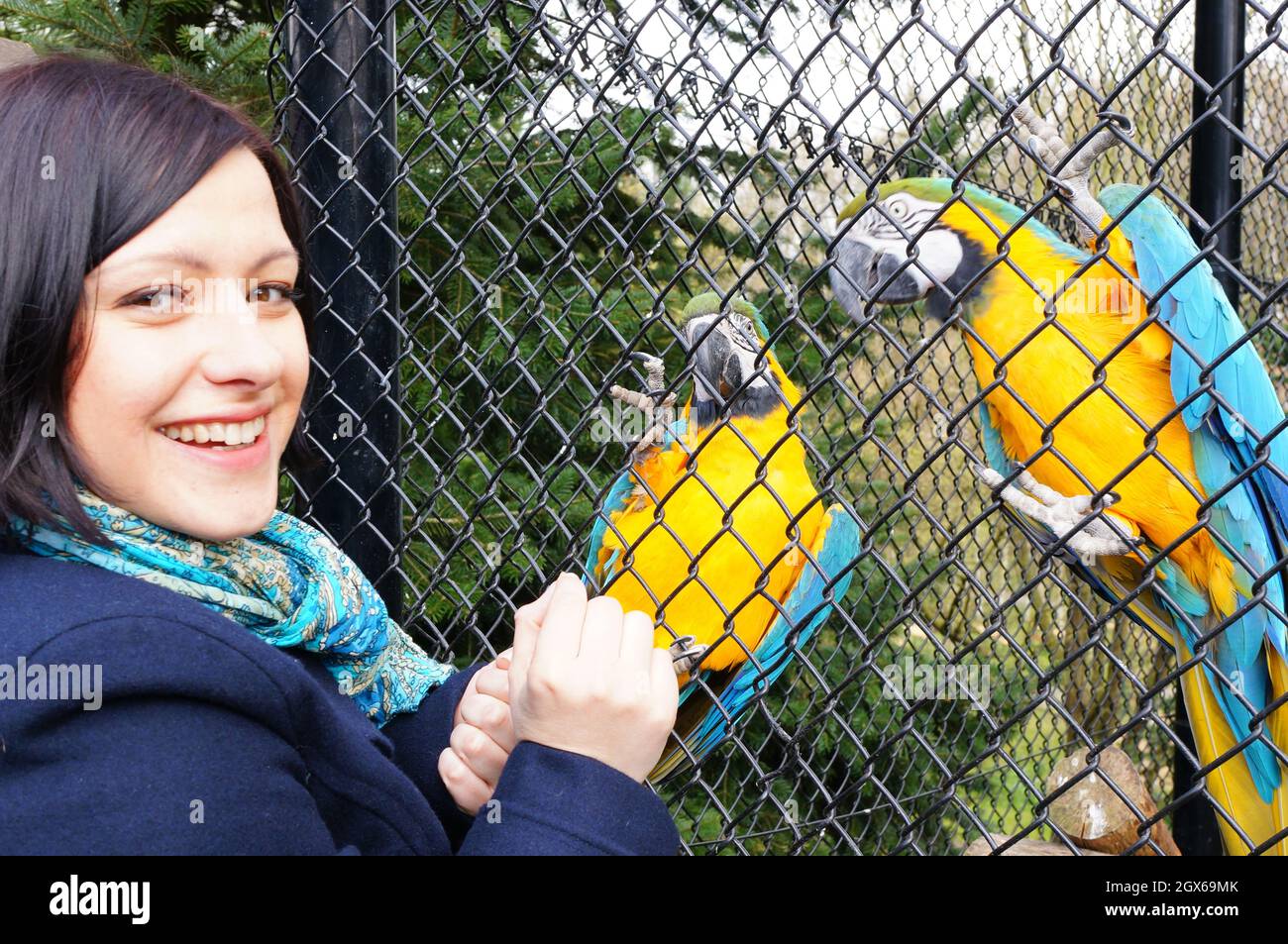 Femme nourrissant des perroquets néotropicaux colorés de l'autre côté de la cage Banque D'Images