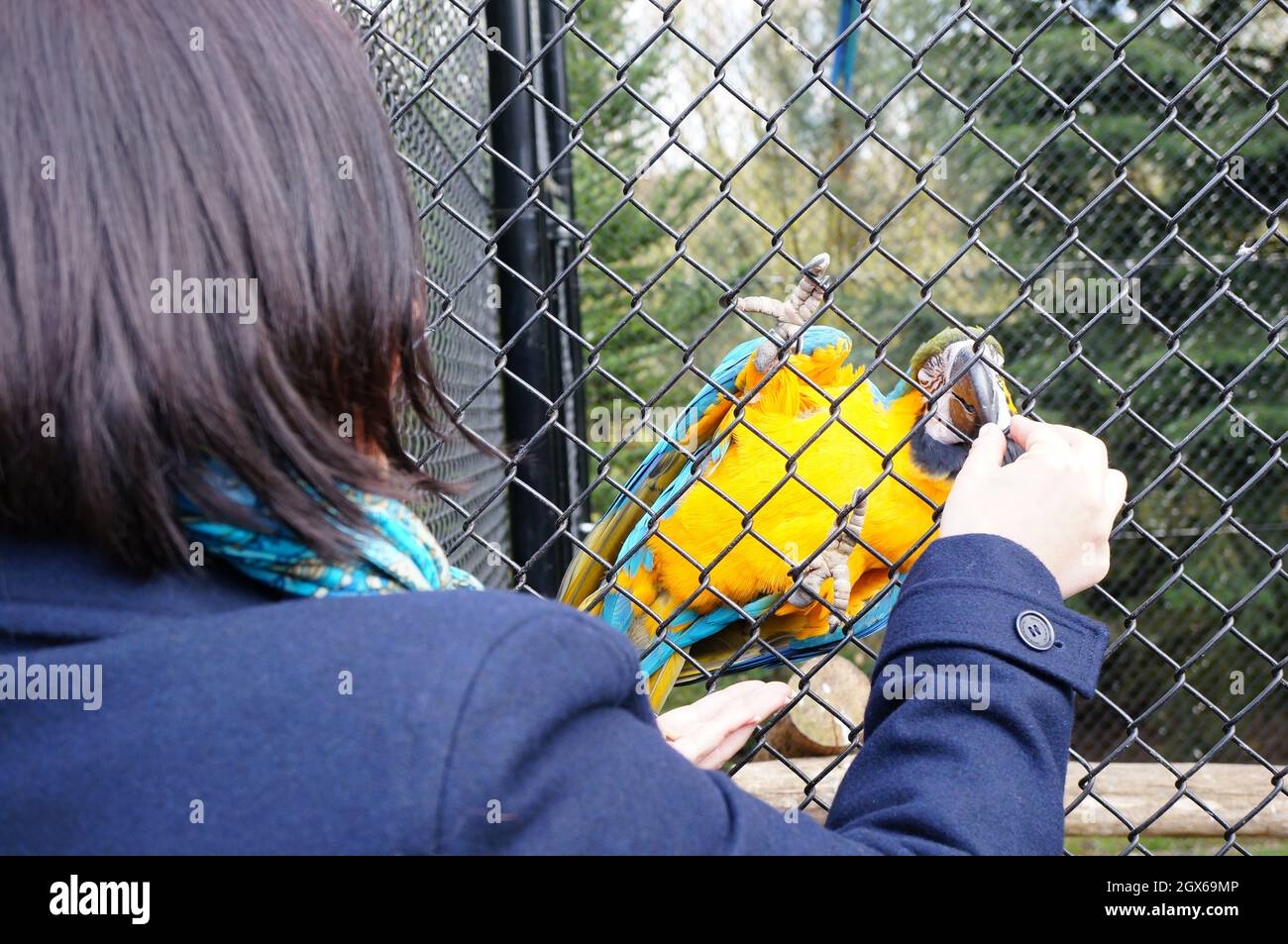 Femme nourrissant des perroquets néotropicaux colorés de l'autre côté de la cage Banque D'Images