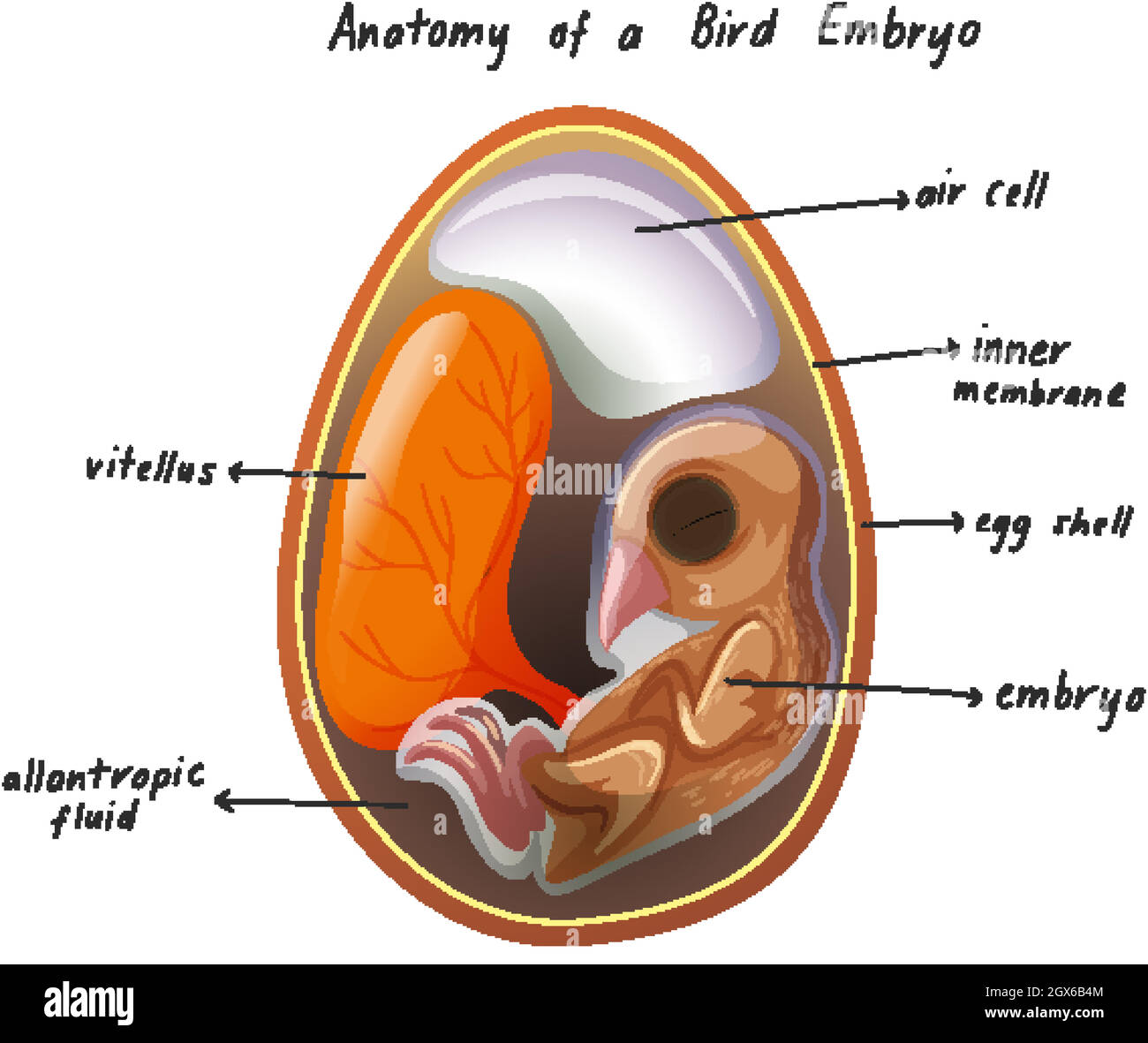 Anatomie d'un embryon d'oiseau Illustration de Vecteur