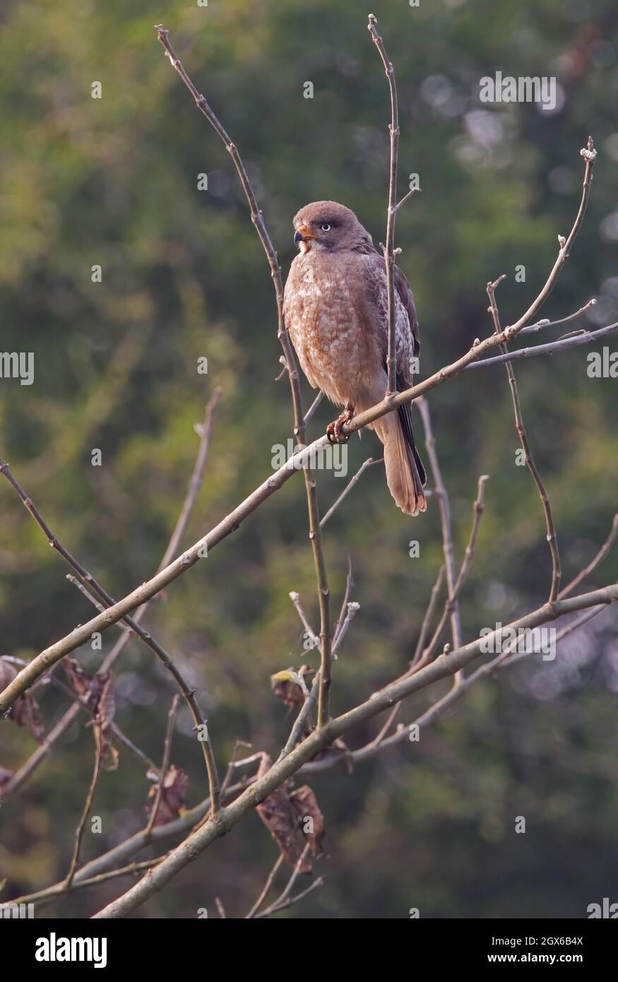 Buzzard à yeux blancs (Busitur teesa) adulte perché dans l'arbre Koshi Tappu, Népal Janvier Banque D'Images