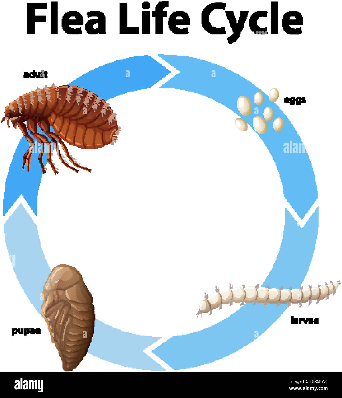 diagramme-montrant-le-cycle-de-vie-de-la-puce-image-vectorielle-stock