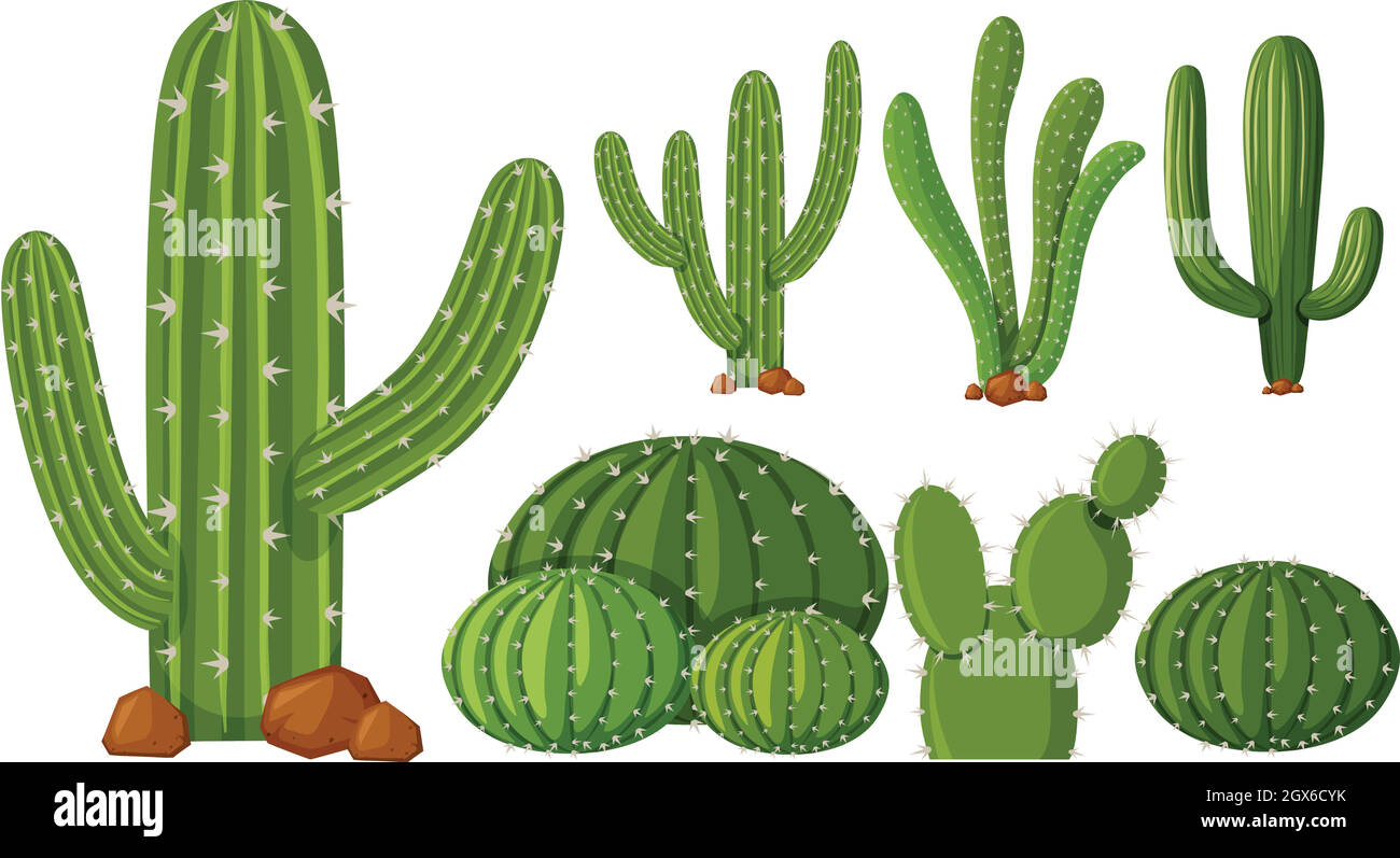 Différents types de cactus Illustration de Vecteur