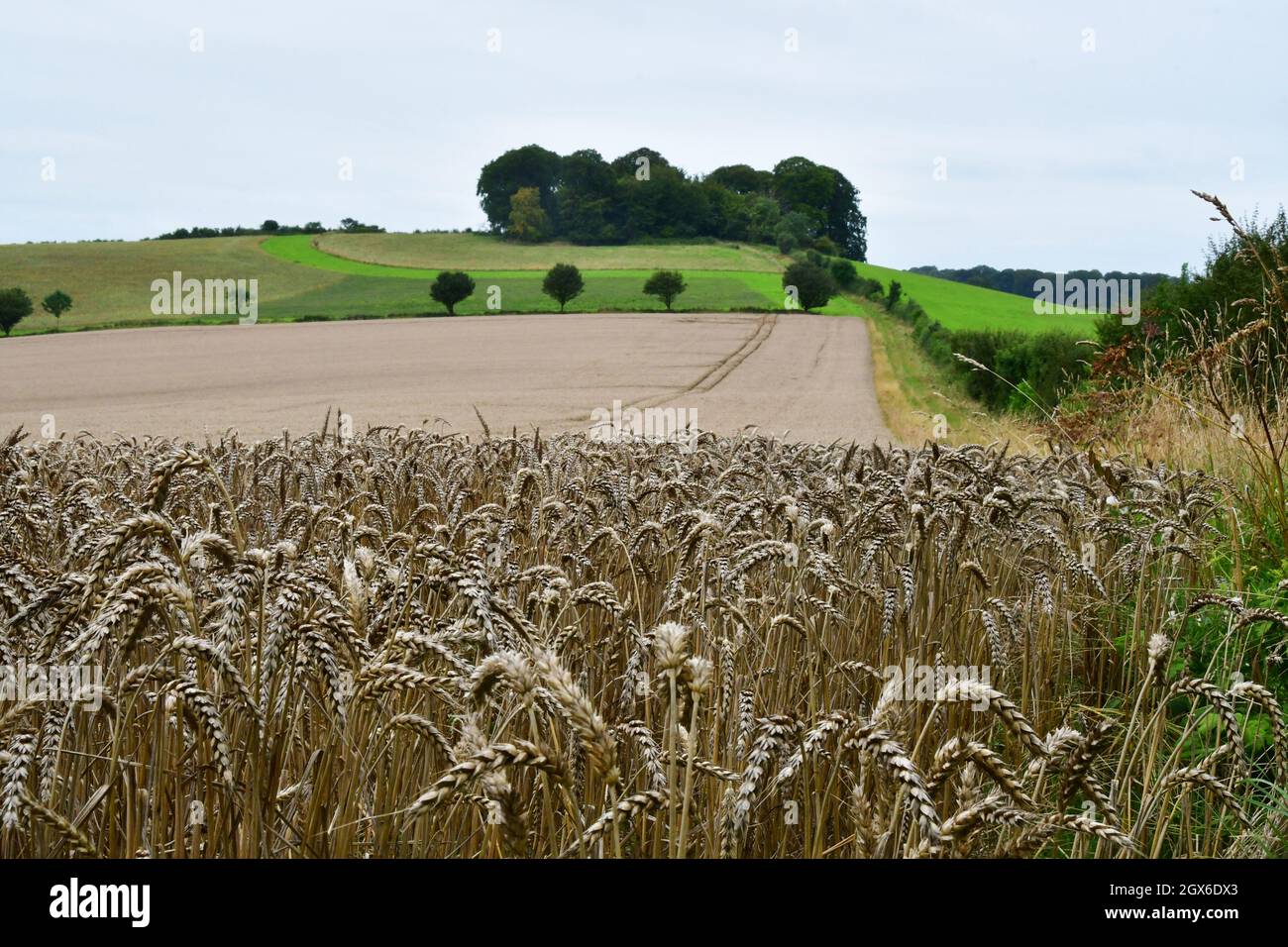 Un champ de blé prêt pour la récolte dans le Wiltshire.UK Banque D'Images